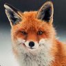 _Fox