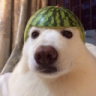 Sir Link